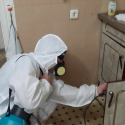 Дезинфекция от муравьев в квартире в Русско-Высоцком